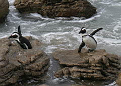 bettys bay IMG_1921.jpg